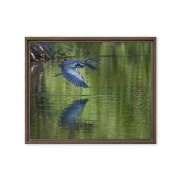 Framed canvas "Reflections in Flight"