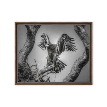 Framed canvas "Wings of Dawn"