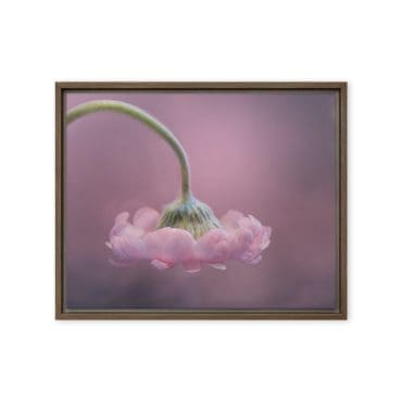 Framed canvas "Bowing in Light"