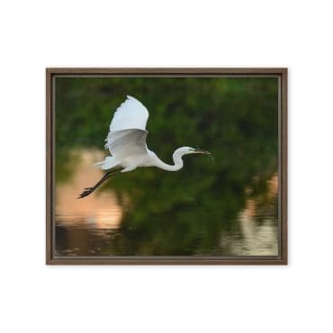 Framed canvas "Wings at First Light"