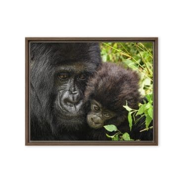 Framed canvas "Gorilla Grace"