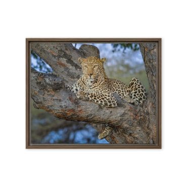 Framed canvas "Royal Silence"