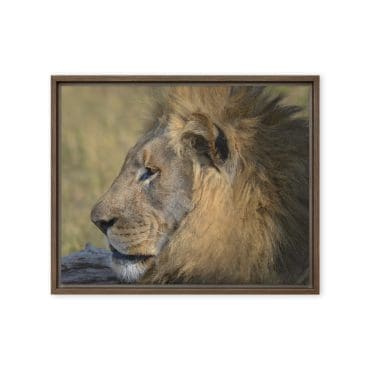 Framed canvas "Mane of Majesty"