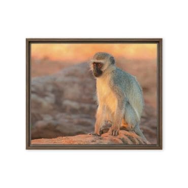 Framed canvas "Eyes of Curiosity"