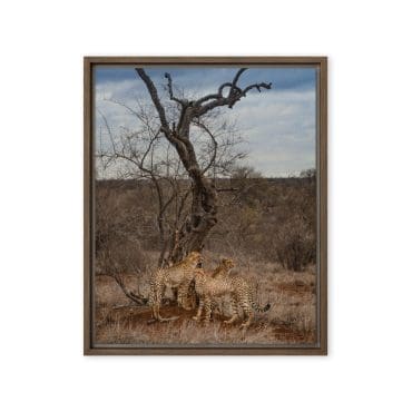 Framed canvas "Singita On the Run"