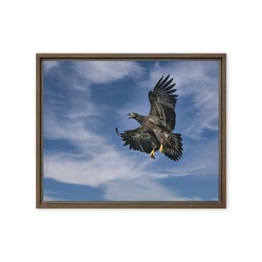 Framed canvas "Skybound and Fearless"
