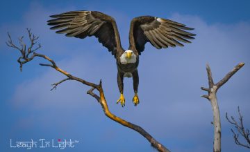 LMS_3186-Edit