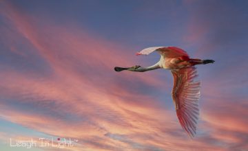 LMS_3339-Edit