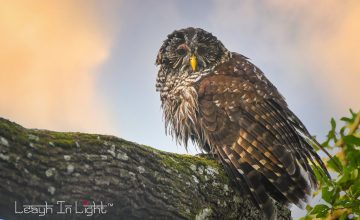 LMS_3858-Edit