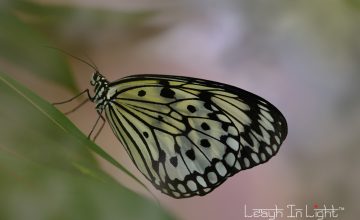 LMS_5498-Edit