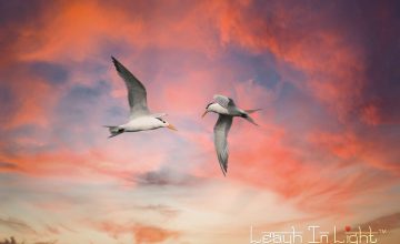 Leah McCoy Soderblom