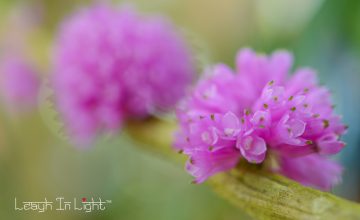 LMS_8662