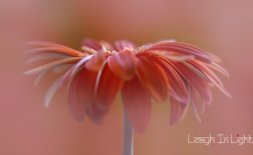 LMS_9134-Edit