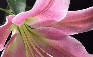 The Pink Lily IMG_3209-Edit